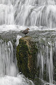 White-throated Dipper (Cinclus cinclus) on the banks of a river, canton of Vaud, Switzerland.