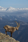 Male Alpine ibex (Capra ibex), Valais Alps, Switzerland