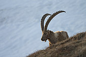 Male Alpine ibex (Capra ibex), Alps, Valais, Switzerland