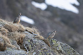 Rock partridge (Alectoris graeca), pair, Alps, canton Valais, Switzerland.