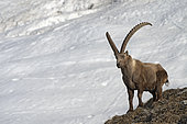 Male Alpine ibex (Capra ibex), Alps, Valais, Switzerland
