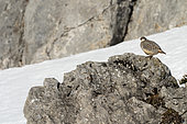 Rock partridge (Alectoris graeca) on a rock, Alps, France