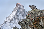 Rock partridge (Alectoris graeca) in front of the Matterhorn, Valais Alps, Switzerland