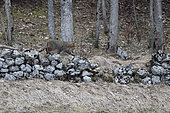 Wildcat (Felis silvestris) walking on a stone wall, Vaud countryside, Canton of Vaud, Switzerland