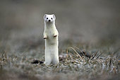 Ermine (Mustela erminea) in winter coat, Jura vaudois, Vaud, Switzerland.