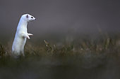 Ermine (Mustela erminea) in winter coat, Jura vaudois, Vaud, Switzerland.