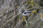 Long-tailed tit (Aegithalos caudatus) on a branch, Vaud, Switzerland.