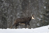 Alpine chamois (Rupicapra rupicapra) in the snow, canton of Vaud, Jura, Switzerland.