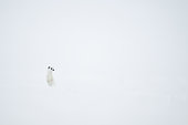 Ermine (Mustela erminea) in winter coat in snow, Jura vaudois, Vaud, Switzerland.