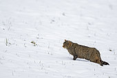 Wild cat (Felis silvestris) walking in the snow, Vaud countryside, Canton of Vaud, Jura, Switzerland