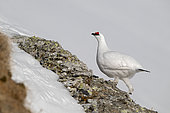 Rock Ptarmigan (Lagopus mutus), male in the snow, Vaud Alps, Switzerland.
