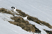 Rock Ptarmigan, (Lagopus mutus), pair on parade in the snow, in the Vaud Alps, Switzerland.