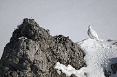 Rock Ptarmigan, (Lagopus mutus), female in the snow, Vaud Alps, Switzerland.