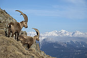 Male Alpine ibex (Capra ibex) in the Alps, Valais, Switzerland