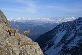 Male Alpine ibex (Capra ibex) in the Alps, Valais, Switzerland