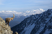 Male Alpine ibex (Capra ibex) in the Alps, Valais, Switzerland