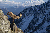Male Alpine ibex (Capra ibex) in the Alps, Valais, Switzerland