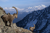Male Alpine ibex (Capra ibex) in the Alps, Valais, Switzerland
