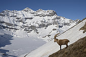 Male Alpine ibex (Capra ibex) in the Alps, Valais, Switzerland