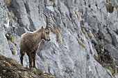 Young male Alpine Ibex (Capra ibex) under the snow in the Alps, France