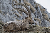 Male Alpine ibex (Capra ibex) lying under the snow in the Alps, France