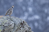 Rock partridge (Alectoris graeca) on a rock, Valais Alps, Switzerland.