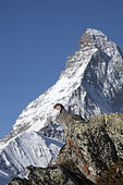 Rock partridge (Alectoris graeca), in front of the Matterhorn, Valais Alps, Switzerland.