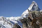 Rock partridge (Alectoris graeca), in front of the Matterhorn, Valais Alps, Switzerland.