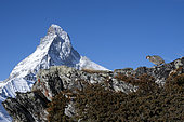 Rock partridge (Alectoris graeca), in front of the Matterhorn, Valais Alps, Switzerland.