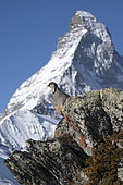 Rock partridge (Alectoris graeca), in front of the Matterhorn, Valais Alps, Switzerland.