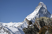Rock partridge (Alectoris graeca), in front of the Matterhorn, Valais Alps, Switzerland.