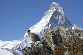 Rock partridge (Alectoris graeca), in front of the Matterhorn, Valais Alps, Switzerland.
