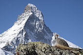 Rock partridge (Alectoris graeca), in front of the Matterhorn, Valais Alps, Switzerland.