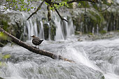 White-throated Dipper (Cinclus cinclus) on the banks of a river, canton of Vaud, Switzerland.