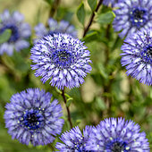 Globularia alypum flowers, Bouches-du-Rhône, France
