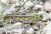 Migratory locust (Locusta migratoria), sedentary form of the Mediterranean scrublands often referred to a distinct species: Locusta cinerascens, Bouches-du-Rhone, France