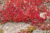Tapis de Crassule tillée (Crassula tillaea) mêlée d'Orpin gazonnant (Sedum caespitosum), Réserve naturelle de la plaine des Maures, Var, France