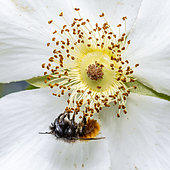 European orchard bee (Osmia cornuta) female on a Cherokee Rose (Rosa laevigata), Bouches-du-Rhone, France