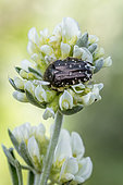 White spotted rose beetle (Oxythyrea funesta) on a Jupiter's Beard (Anthyllis barba-jovis) flower, Bouches-du-Rhône, France