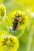 Garden March Fly (Bibio hortulanus) on a Spurge (Euphorbia sp.) flower, Vaucluse, France