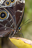 Blue Morpho (Morpho peleides) feeding on a banana