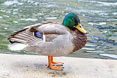 Mallard (Anas platyrhynchos) drake on the bank of the Sorgue river at l'Isle-sur-la-Sorgue, Vaucluse, France