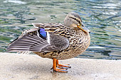 Mallard (Anas platyrhynchos) female on the bank of the Sorgue river at l'Isle-sur-la-Sorgue, Vaucluse, France