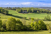 Hedged farmland landscape on the borders of the Pays d'Auch and Astarac regions, near Isle-de-Noe, with the Pyrenees in the background, Gascony, Gers, France