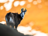 Chamois (Rupicapra rupicapra) standing in the grass on the mountain. Alps, Austria.