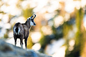 Chamois (Rupicapra rupicapra) standing in the grass on the mountain. Alps, Austria.