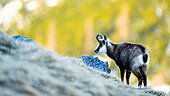 Chamois (Rupicapra rupicapra) standing in the grass on the mountain. Alps, Austria.