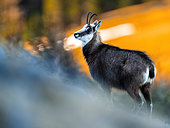 Chamois (Rupicapra rupicapra) standing in the grass on the mountain. Alps, Austria.