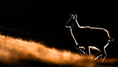 Chamois (Rupicapra rupicapra) walking in the grass on the mountain. Alps, Austria.