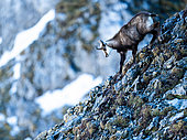Chamois (Rupicapra rupicapra) walking on rocks high up in the mountains. Alps, Austria.